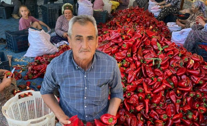 Salihli’de kapya biberde hasat zamanı