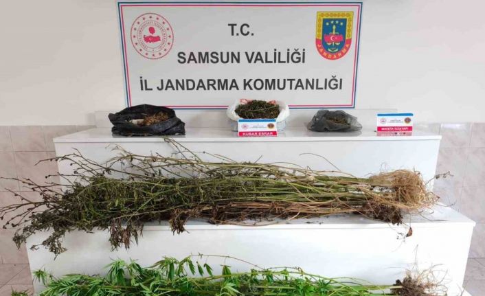Samsun’da jandarma 2 kilo 355 gram esrar ele geçirdi: 2 gözaltı