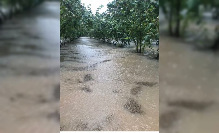 Samsun’da sağanak: Fındık bahçeleri göle döndü