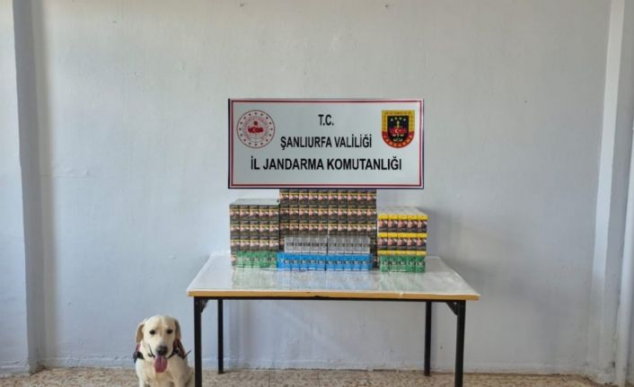 Şanlıurfa’da 7 bin 777 paket gümrük kaçağı sigara ele geçirildi