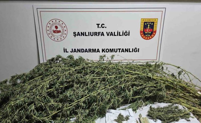 Şanlıurfa’da esrar ve kenevir bitkisi ele geçirildi