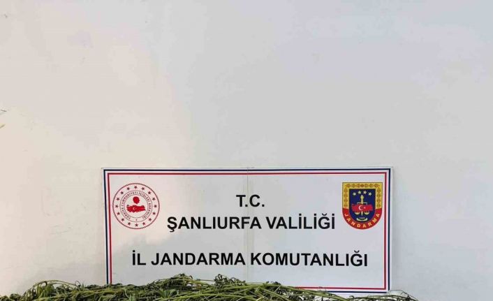 Şanlıurfa’da uyuşturucu operasyonu: 42 gözaltı