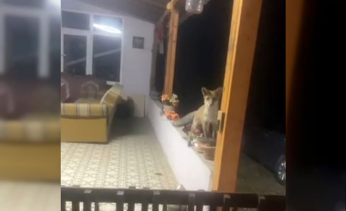 Saray’da tilki ile sohbet görenleri güldürdü