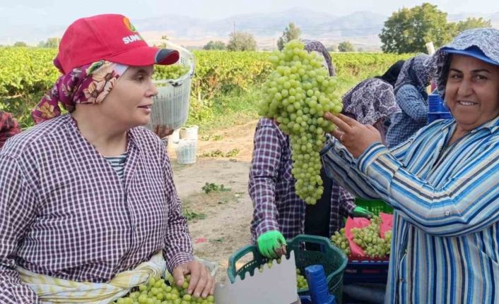 Sarıgöl’de 5,5 kiloluk üzüm salkımı