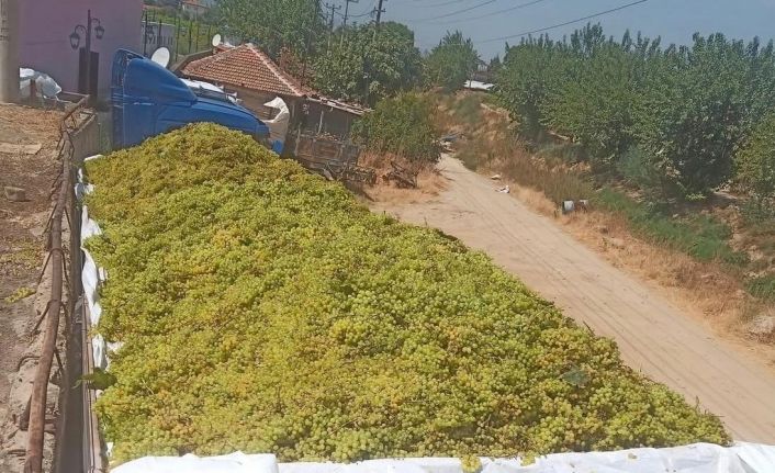 Sarıgöl’de şaraplık üzüm alımları sürüyor