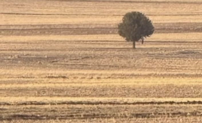 Silopi’de bir kişi arazide ölü bulundu