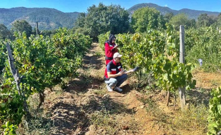 Simav’da bağlarda Üzüm Survey çalışmaları