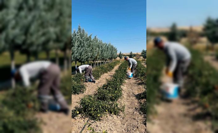 Sincan Belediyesi, organik sebze ve meyveleri ihtiyaç sahiplerine ulaştırıyor