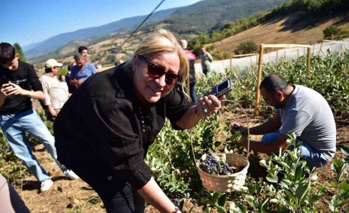 Sındırgı’da Aronya Hasat Şenliği coşkusu