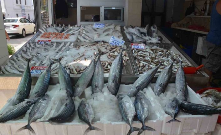 Sinop’ta torik bolluğu: Tanesi 800 TL