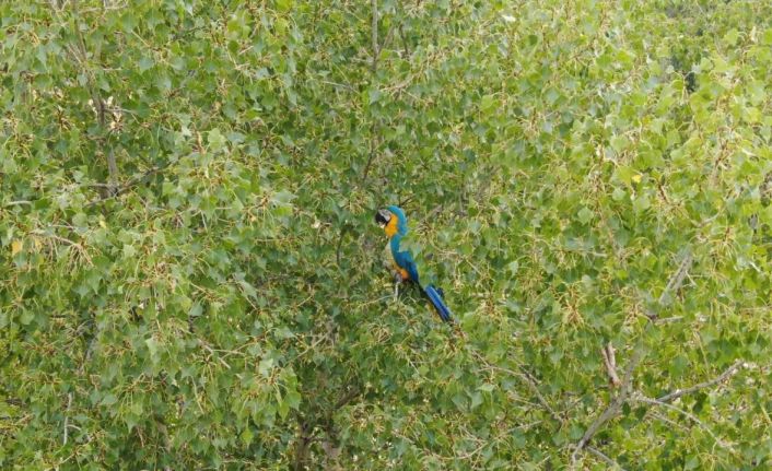 Sivaslıların Rusça konuşan papağanla imtihanı