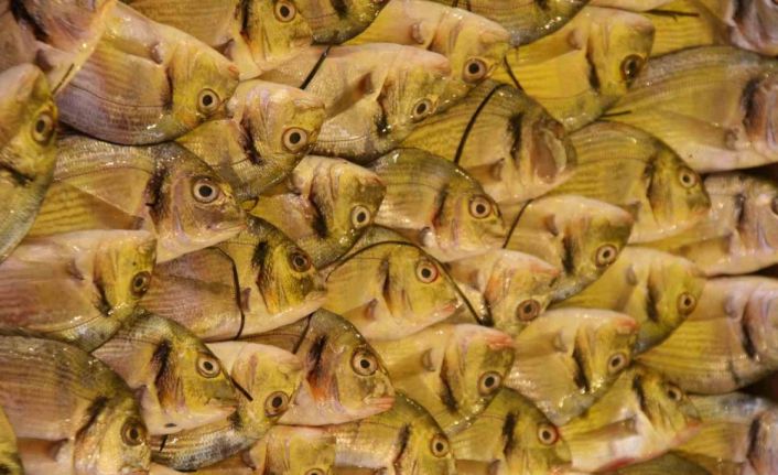 Su Ürünleri Derneği: En güvenilir protein kaynağı sularda