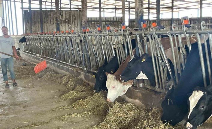 Süt üreticilerinden ’yem dayatması’na tepki