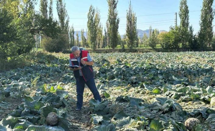 Tarım ürünlerinin tarladaki kalite kontrolleri devam ediyor