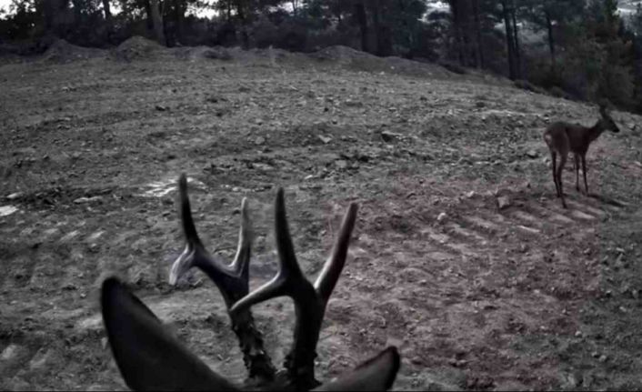 Tekirdağ’da fotokapanlara yansıyan karacalar görüntülendi