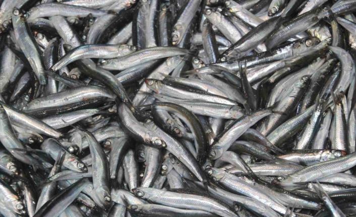 Tezgahların gözdesi ’hamsi’