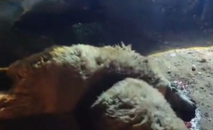 Tırın çarptığı 13 küçükbaş hayvan telef oldu