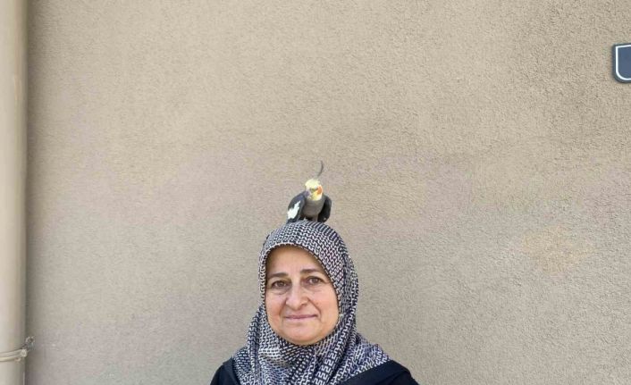 Torunu için sahiplendi, papağan çocuğu gibi oldu