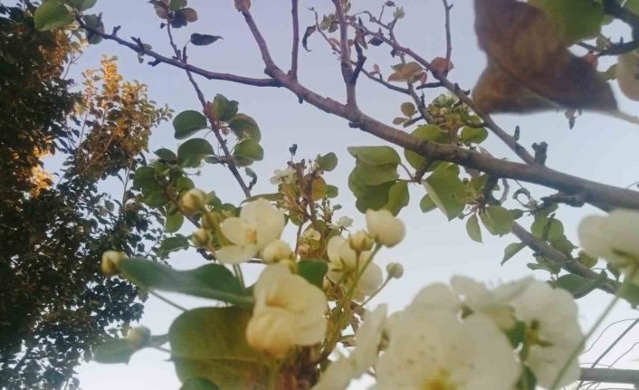 Tunceli’de çiçek açan armut ağacı şaşırttı