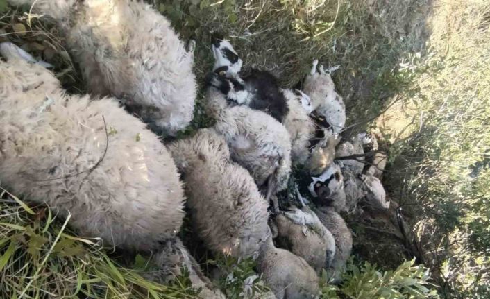 Tunceli’de koyun izdihamı: 29 hayvan telef oldu