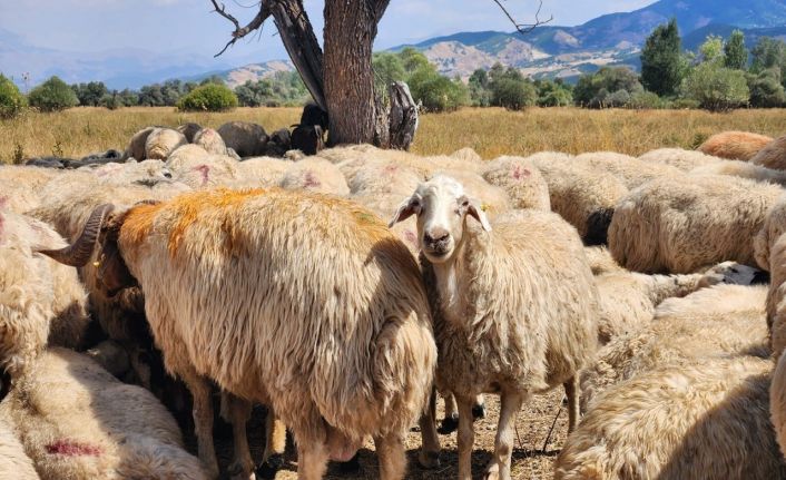 Tunceli’de şap hastalığı nedeniyle uygulanan hayvan hareket kısıtlamaları kaldırıldı
