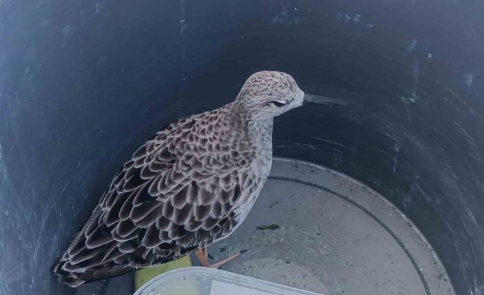 Türkiye’de nadir rastlanan kuş türü cami imamı tarafından yaralı bulundu