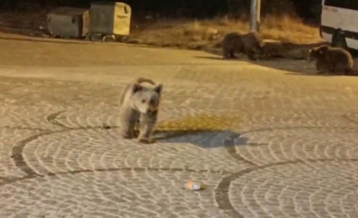 Uludağ’da gece yarısı ayı sürprizi