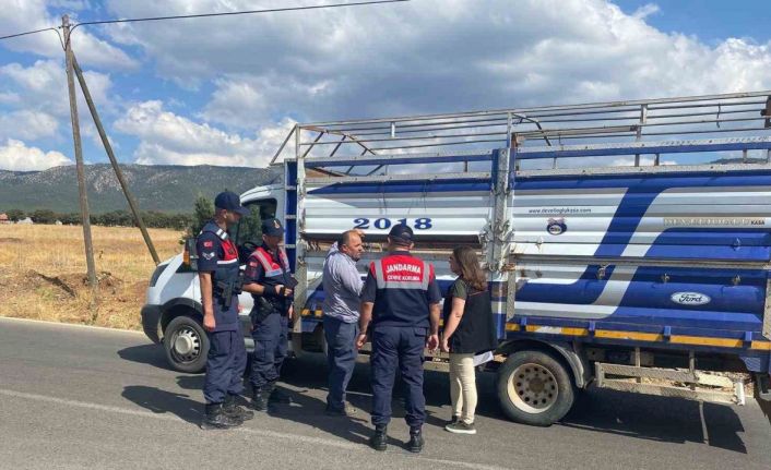 Uşak’ta canlı hayvan nakil araçlarına yönelik denetimler sürüyor