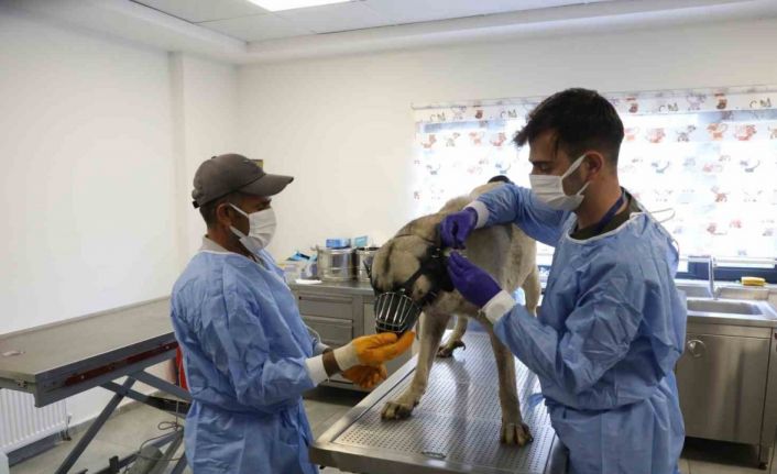 Uyuz tanısı konulan 50 köpek tedavi altına alındı