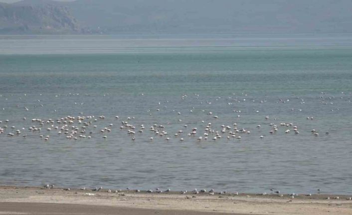 Van Gölü Havzası misafirlerini ağırlıyor