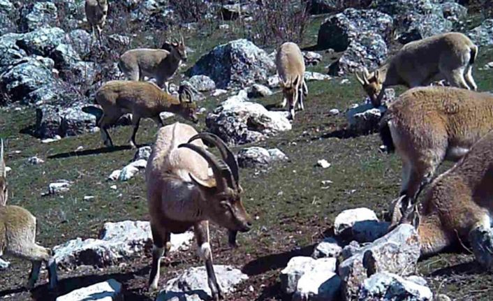 Yaban keçisi sürüsü fotokapanla görüntülendi
