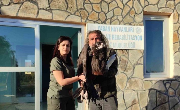 Yaralı kara akbaba yetkililere teslim edildi