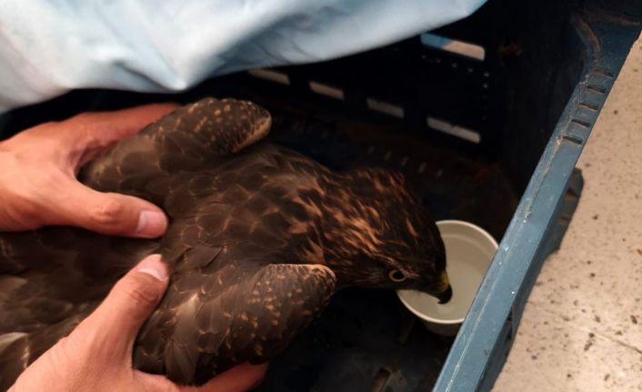 Yaralı şahin jandarma ekiplerince bulundu