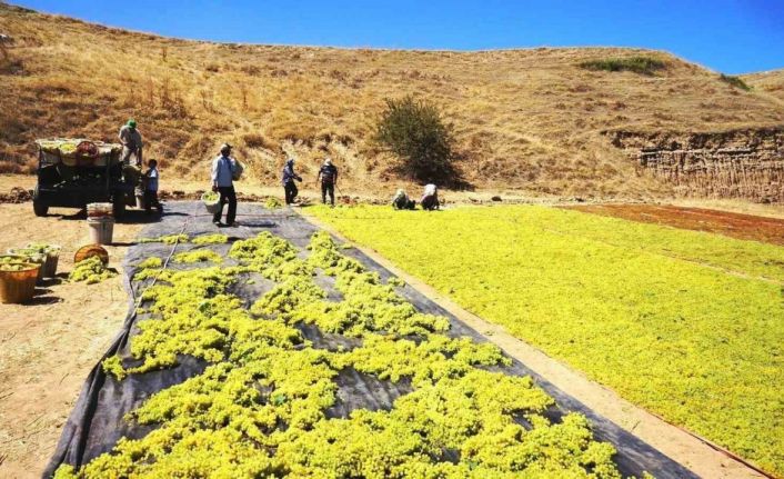 Yaş üzüme talep azalınca üretici kurutmaya yöneldi