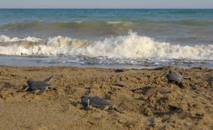 Yavru caretta carettların çıkışları tamamlandı: 210 bin yavru denizle buluştu