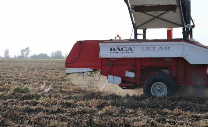 Yer fıstığında hasat: Üreticinin yüzü güldü, kuşlar da şölene katıldı