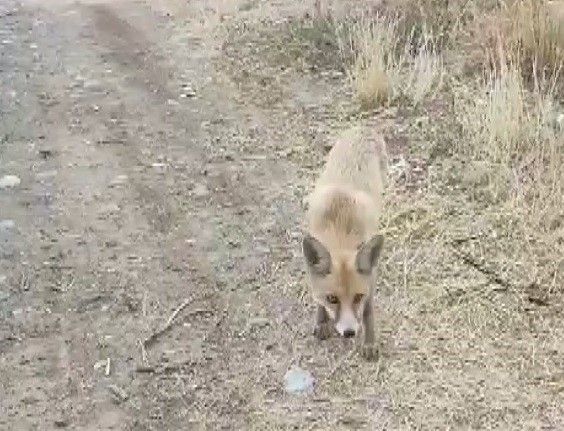 Yolda karşısına çıkan tilkiyi çerezle besledi