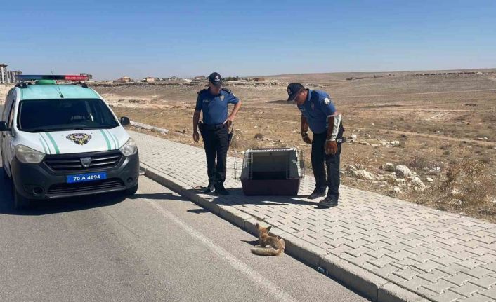 Yolda yaralı halde bulunan yavru tilki koruma altına alındı