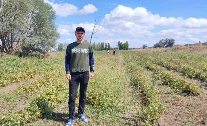 Yozgat’ta üniversite öğrencisi, ürettiği domatesleri tarlasında tüketicilerle buluşturuyor