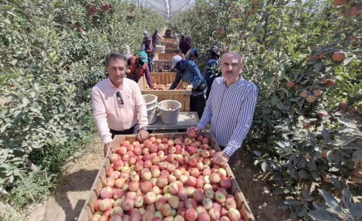 Zirai donun vurduğu Karaman’da elma hasadı buruk başladı