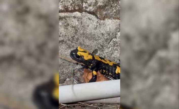 Zorkun Yayla’sının renkli misafiri Türk semenderi