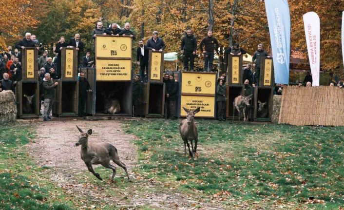 7 kızıl geyik doğaya salındı, GPS ile adım adım takip edilecek