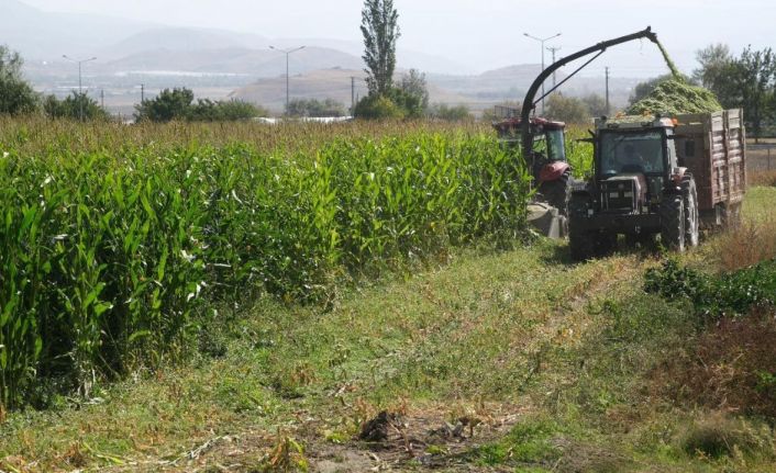 98 dönüm alana ekilen silajlık mısırların hasadı yapıldı
