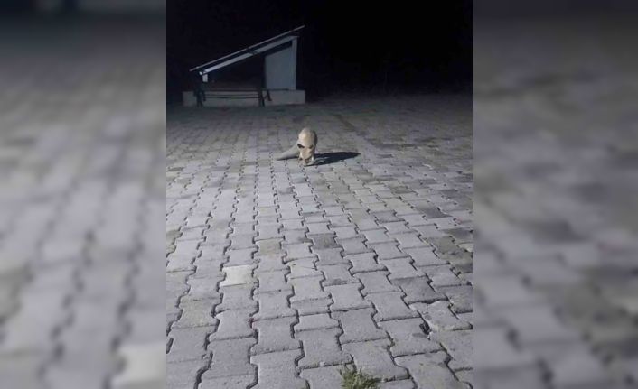 Aç tilki korucu kulübesine geldi, karnını doyurup gitti