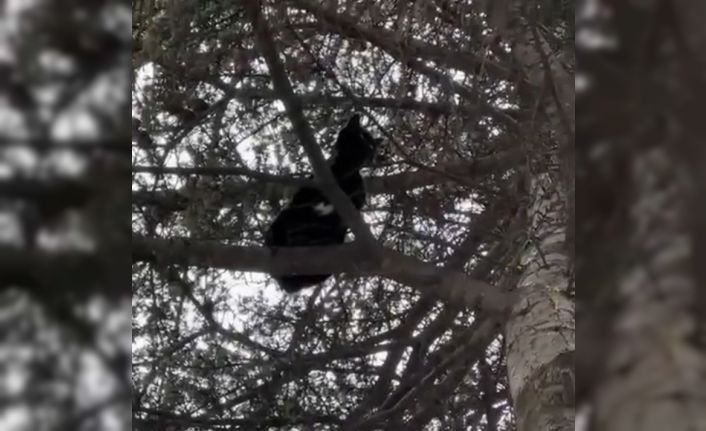 Ağaçta mahsur kalan kedi, itfaiye ekiplerince kurtarıldı