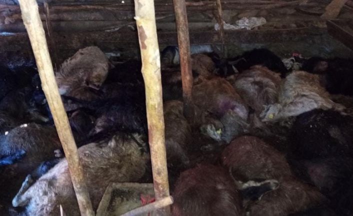 Ağıla yıldırım düştü: 45 küçükbaş hayvan telef oldu