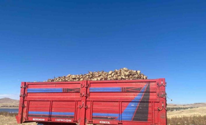 Ağrı’da şeker pancarı hasadı devam ediyor