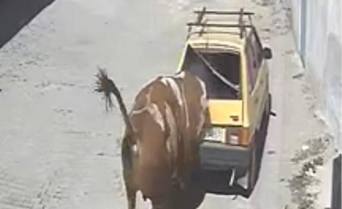 Ahırdan kaçan kızgın boğa, hırsını otomobilden çıkarttı