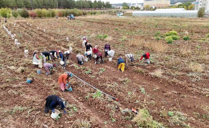 ’Akademik’ patateslerin hasadı başladı