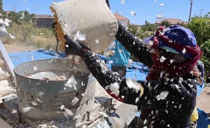 Aksaray’dan yurt dışına gönderilecek organik sarımsakların ekimi başladı